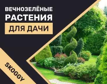 Вечнозеленые растения для посадки около гаража/навеса